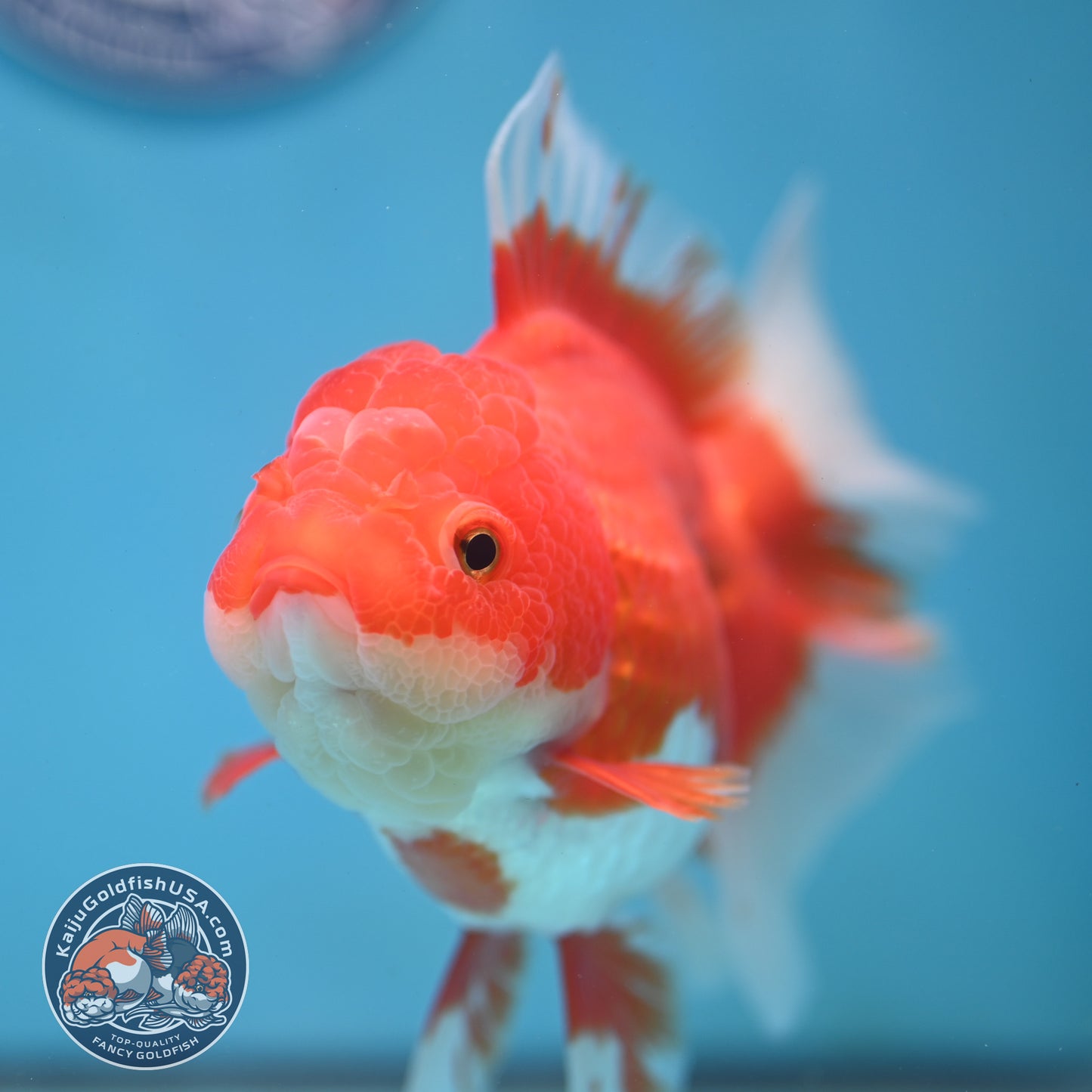 Red White Rosetail Oranda 4 inch Body (250919_OR05)