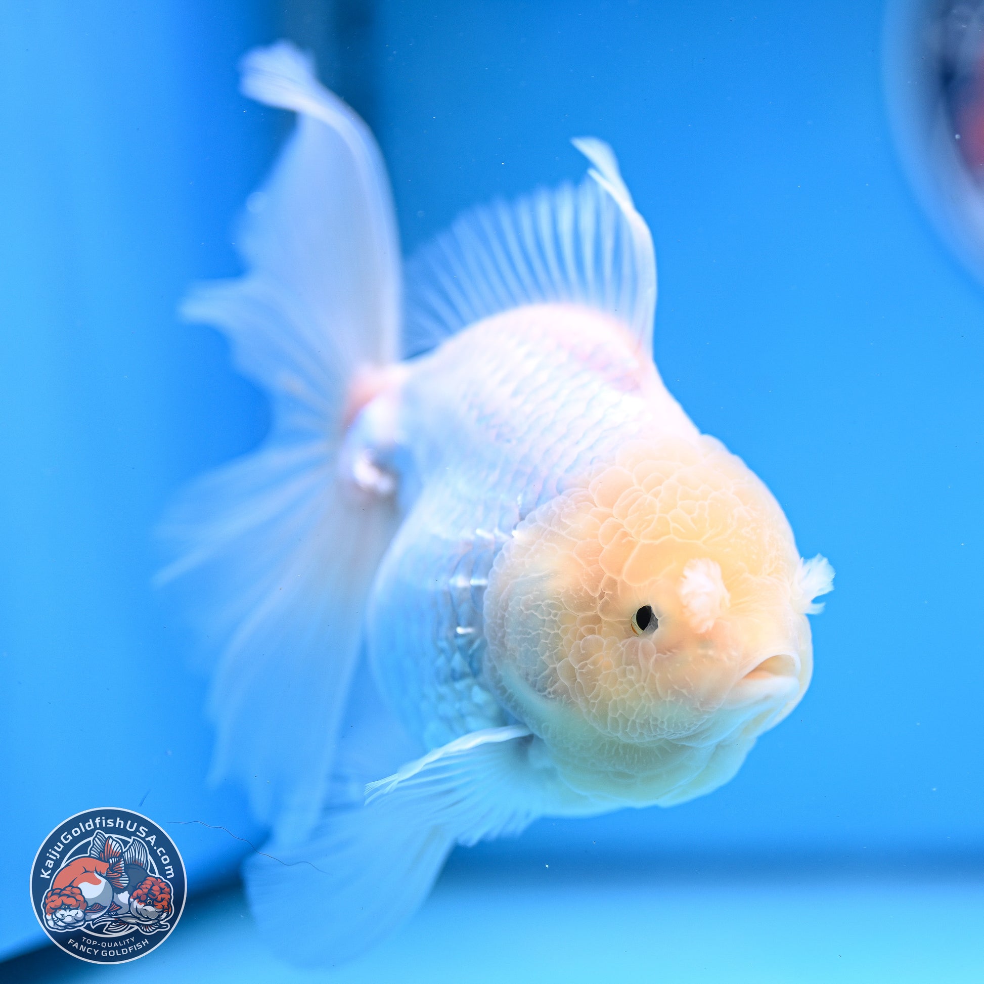 Snow White Rose Tail Oranda 4-6 inches (240913_OR05) - Kaiju Goldfish USA