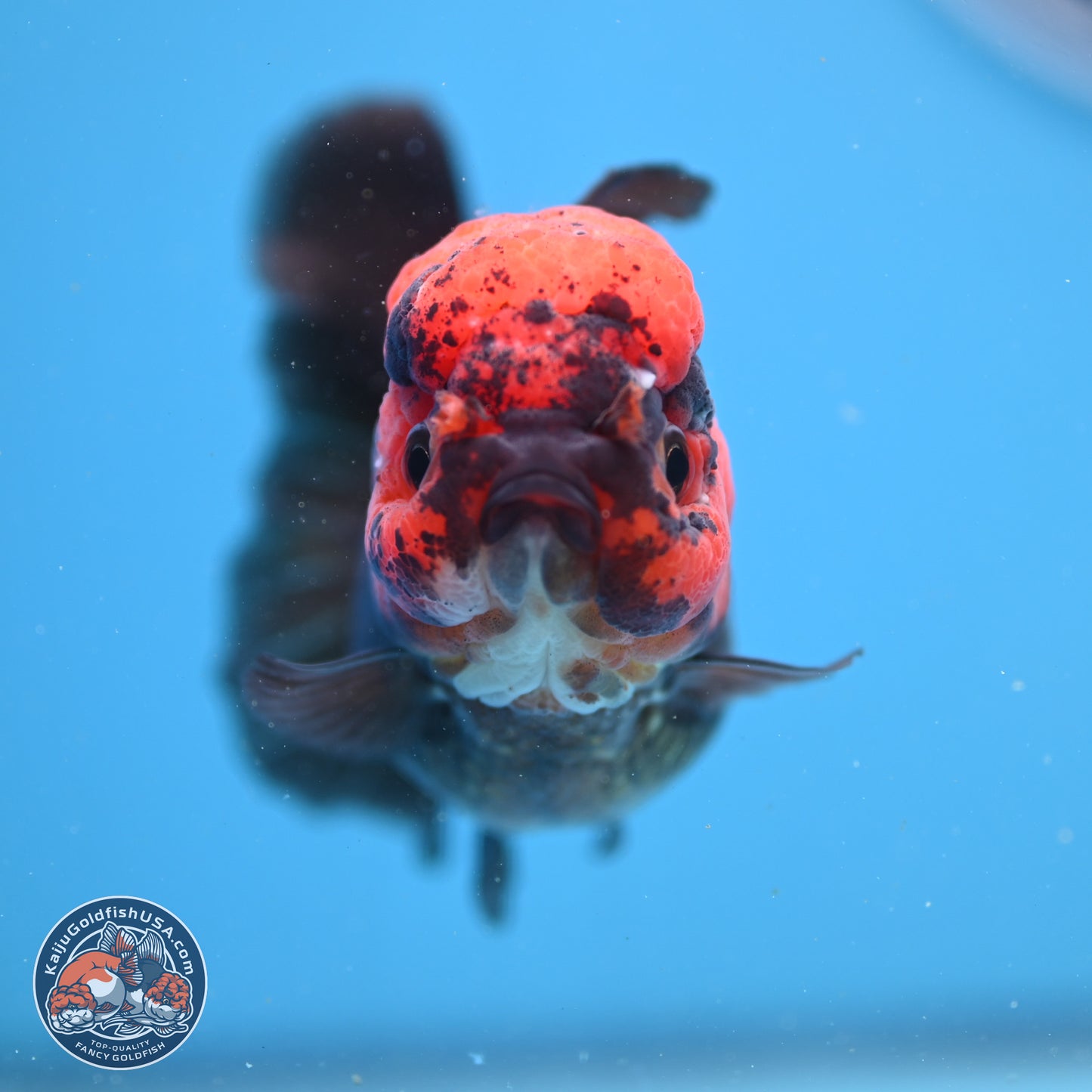 Red Head Apache Rose Tail Oranda 4 inches - Female (241206_OR05) - Kaiju Goldfish USA