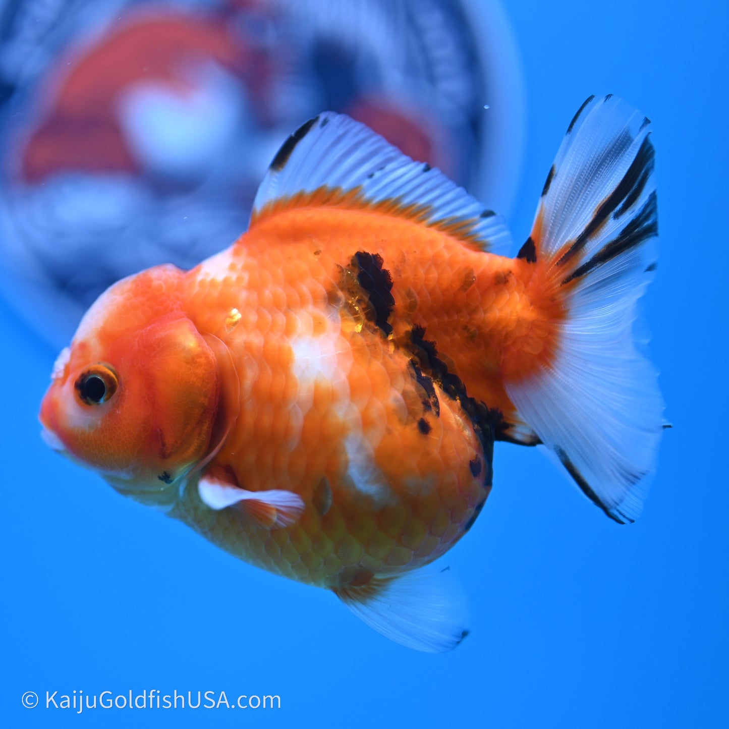 Shogun Godzilla Tricolor Sakura Oranda 3.75in Body (240719_OR05) - Kaiju Goldfish USA