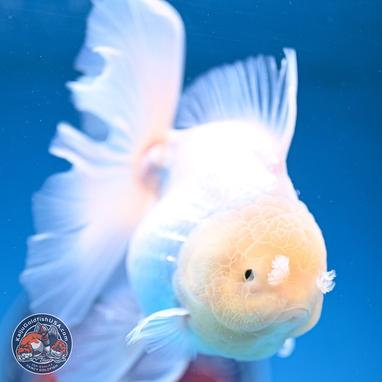 Snow White Rose Tail Oranda 4-6 inches (240913_OR05) - Kaiju Goldfish USA