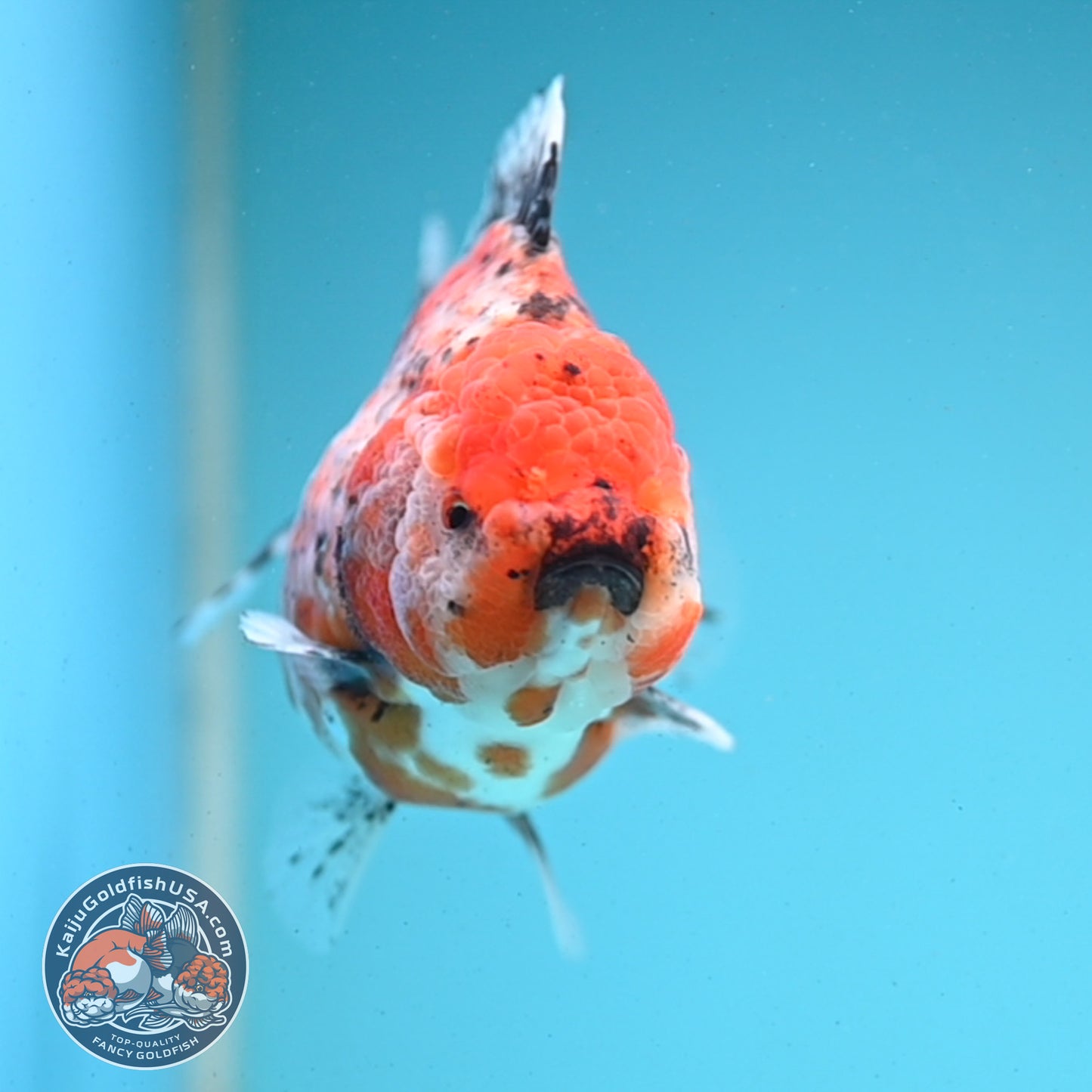 Shogun Tricolor Sakura Oranda 4 inches Body - Female (250418_OR05)