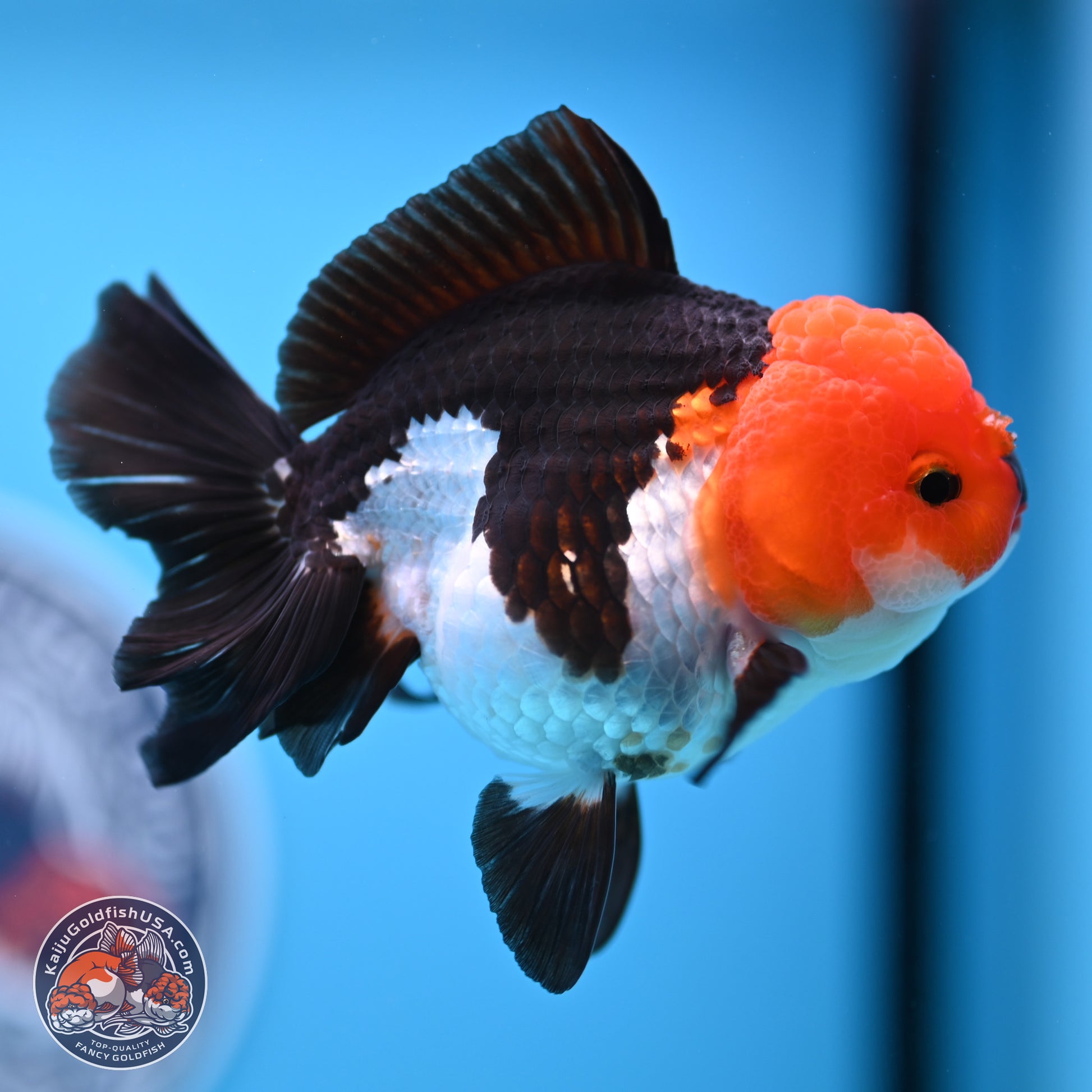 Tricolor Oranda 3.5in body (240809_OR05) - Kaiju Goldfish USA