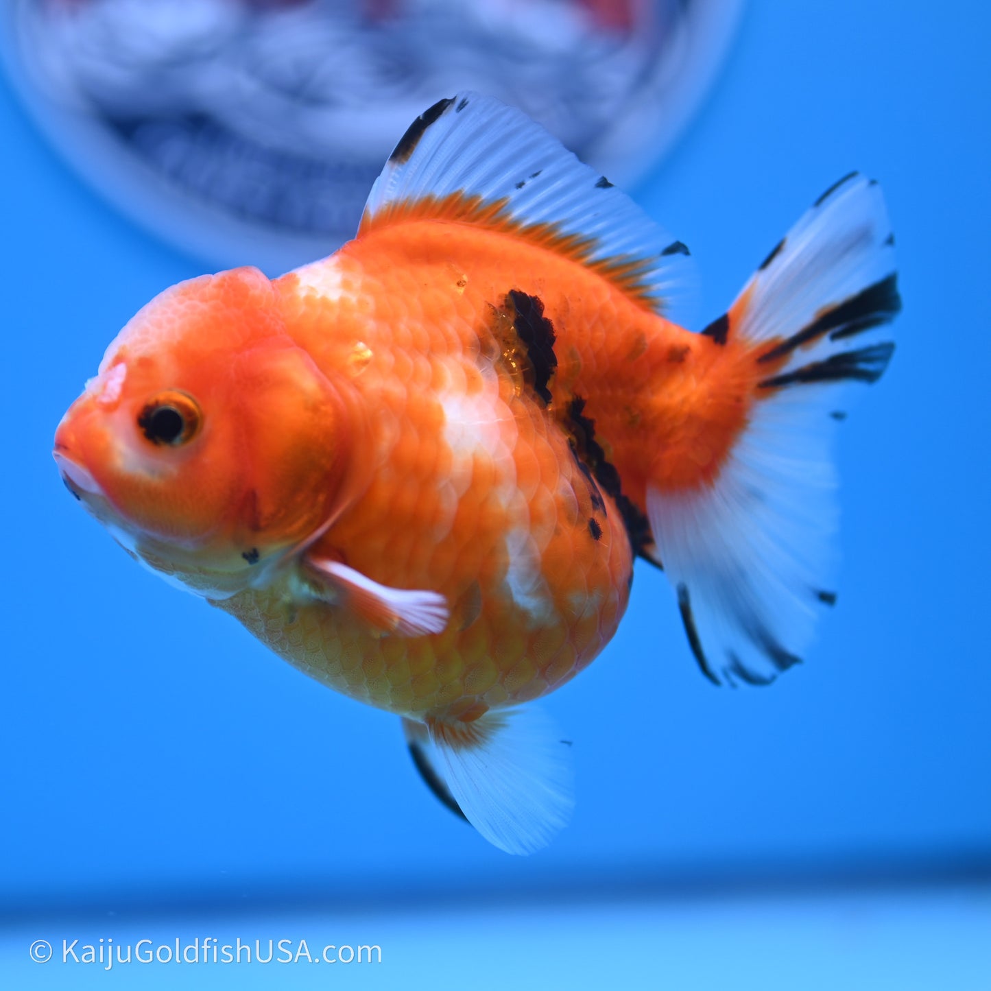 Shogun Godzilla Tricolor Sakura Oranda 3.75in Body (240719_OR05) - Kaiju Goldfish USA