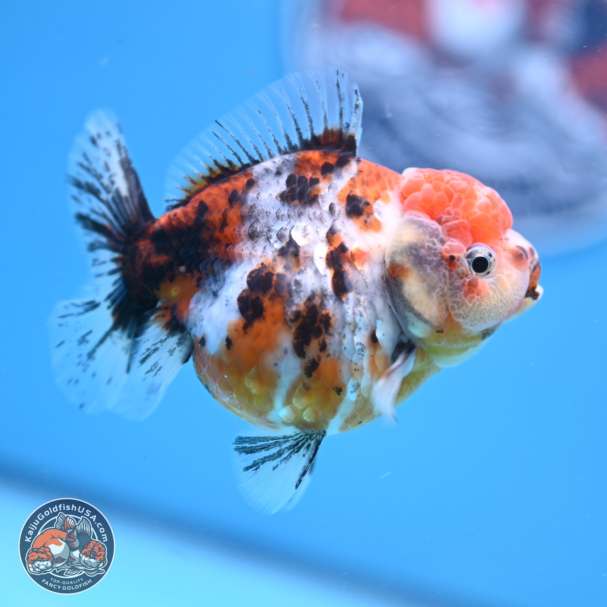 Shogun Tricolor Sakura YuanBao Oranda 3.5in Body (240802_OR05) - Kaiju Goldfish USA