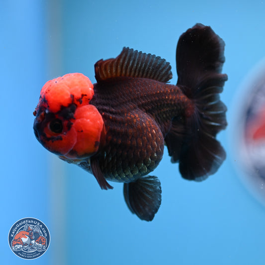 Red Head Apache Rose Tail Oranda 4 inches - Female (241206_OR05) - Kaiju Goldfish USA