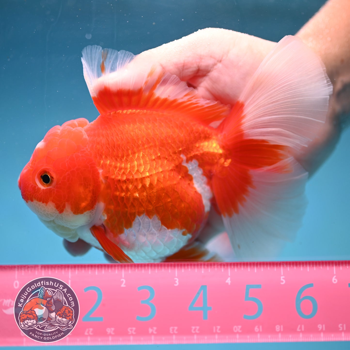 Red White Rosetail Oranda 4 inch Body (250919_OR05)