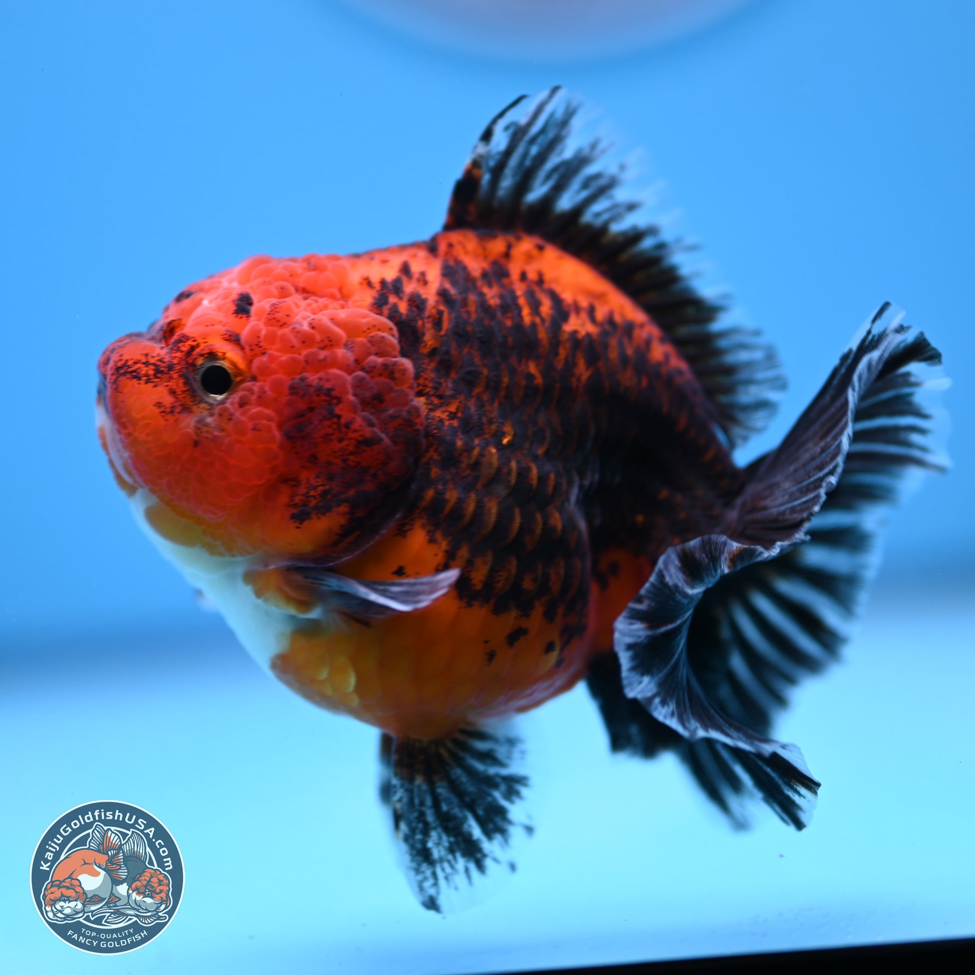 Shogun Kirin Short Body Oranda 3.5-4 in (241011_OR05) - Kaiju Goldfish USA