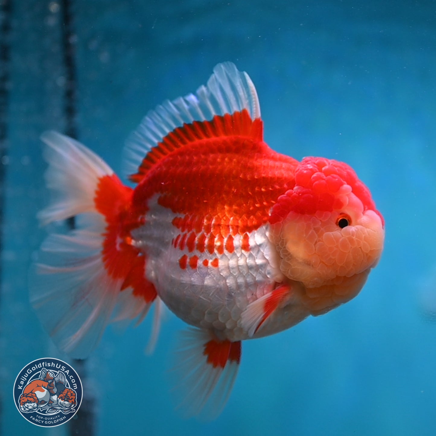 Jumbo Rose Tail Red White Oranda 5 inches Body - Female (250131_OR05)