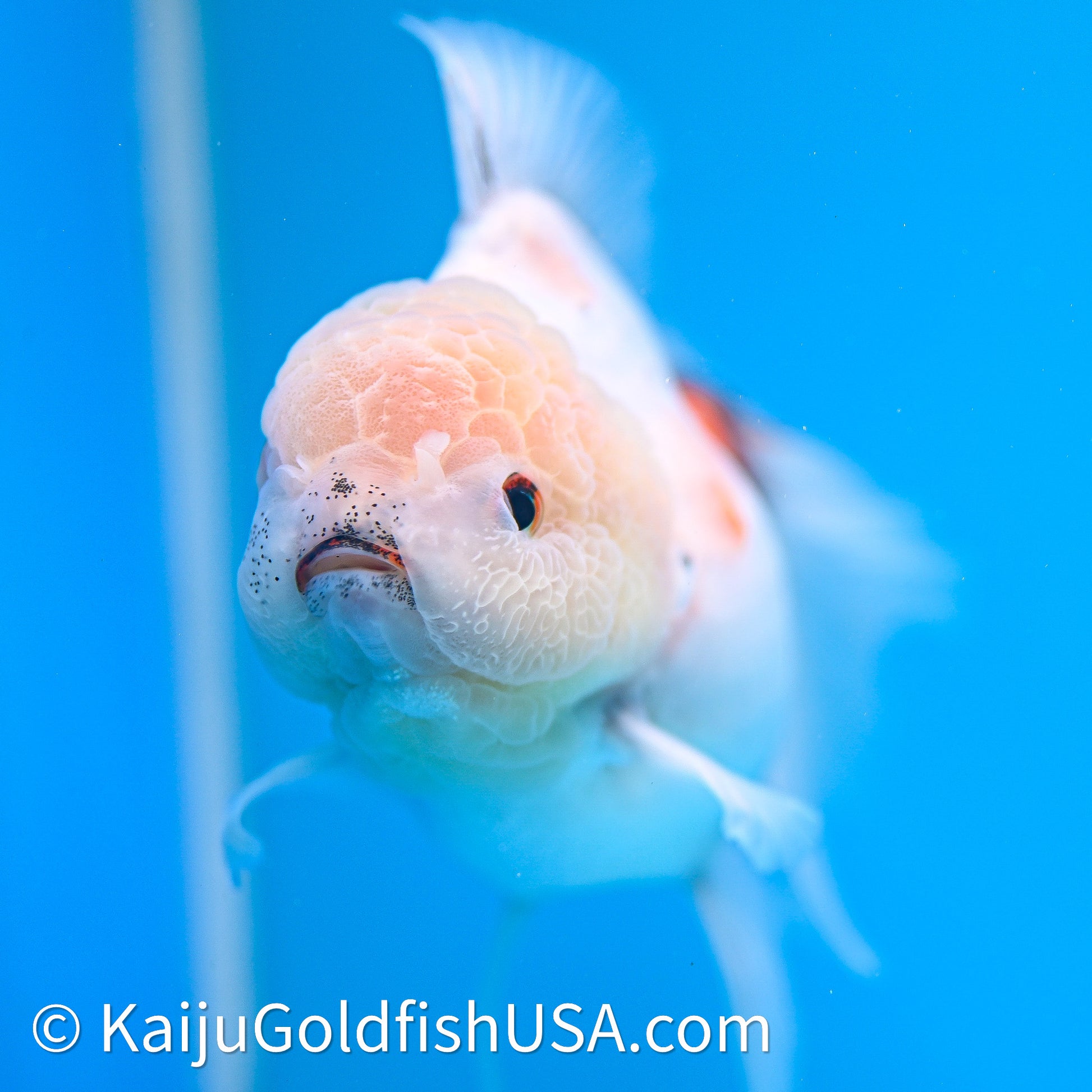 Tricolor Sakura Rose Tail Oranda 4in Body (240628_OR05) - Kaiju Goldfish USA
