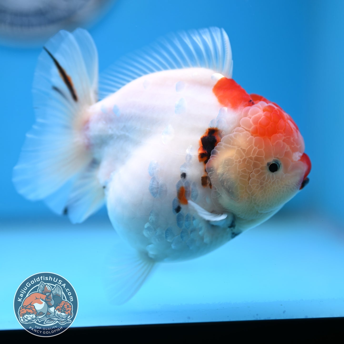 Tricolor Sakura YuanBao Oranda 4 inches Body (250516_OR05)