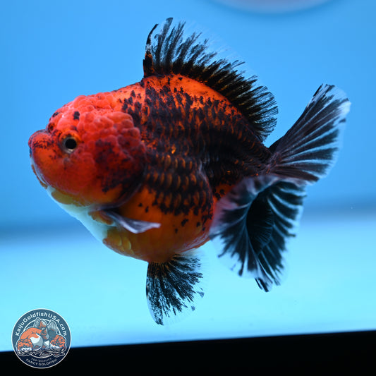 Shogun Kirin Short Body Oranda 3.5-4 in (241011_OR05) - Kaiju Goldfish USA