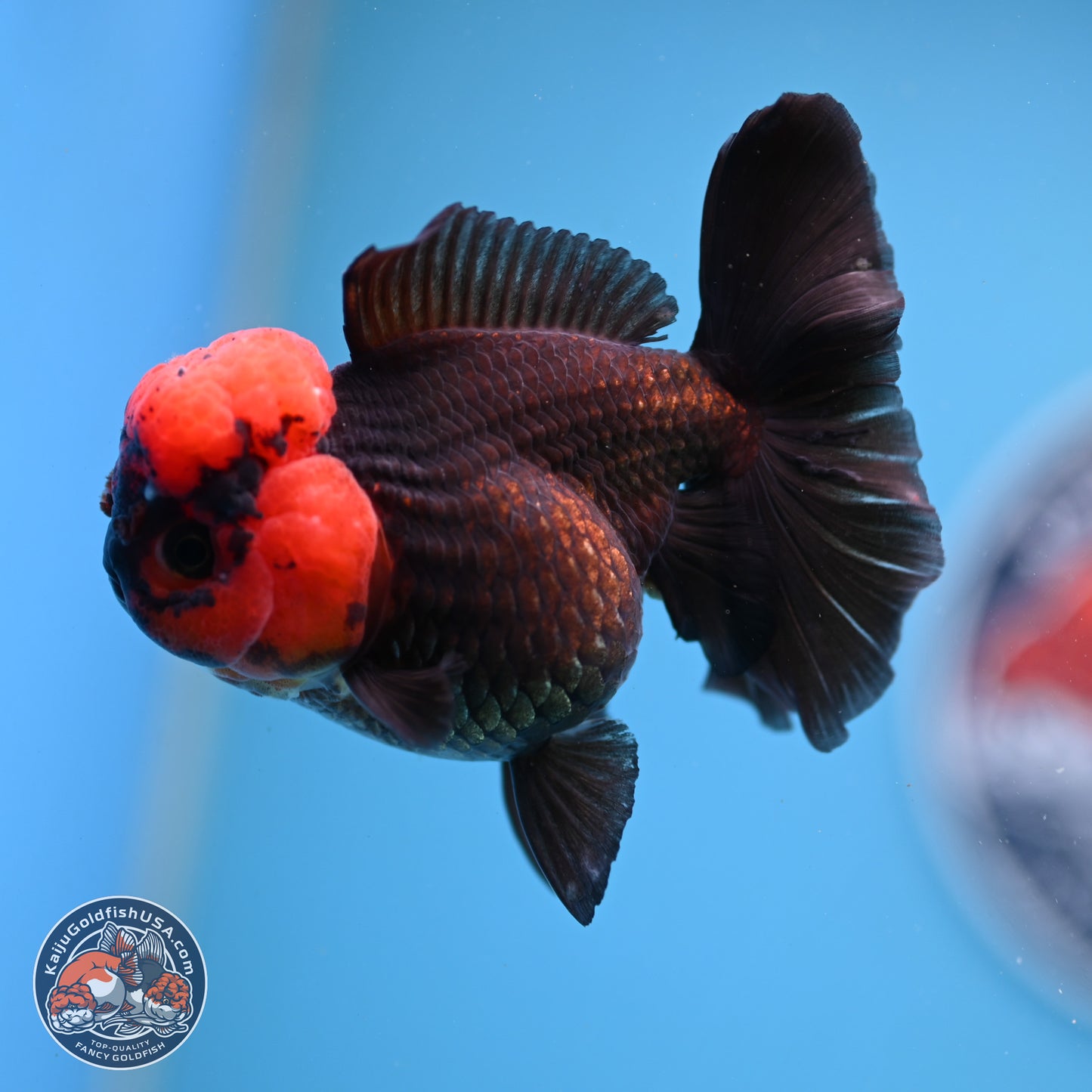 Red Head Apache Rose Tail Oranda 4 inches - Female (241206_OR05) - Kaiju Goldfish USA