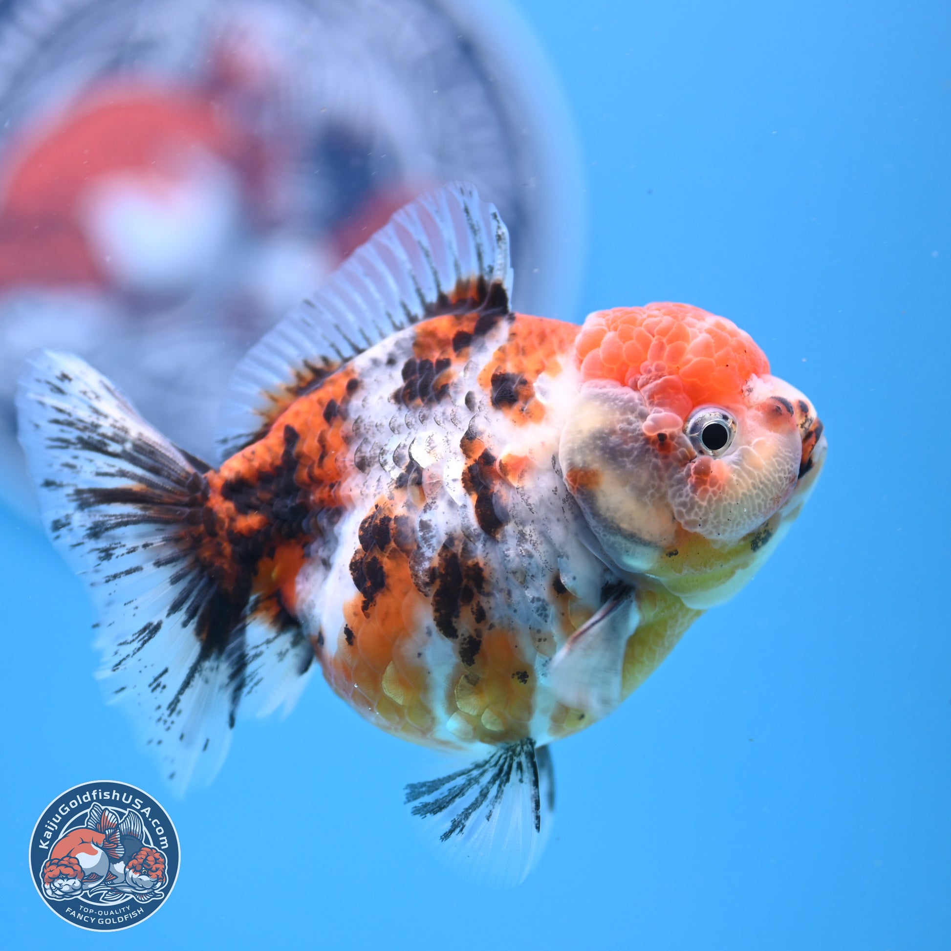 Shogun Tricolor Sakura YuanBao Oranda 3.5in Body (240802_OR05) - Kaiju Goldfish USA