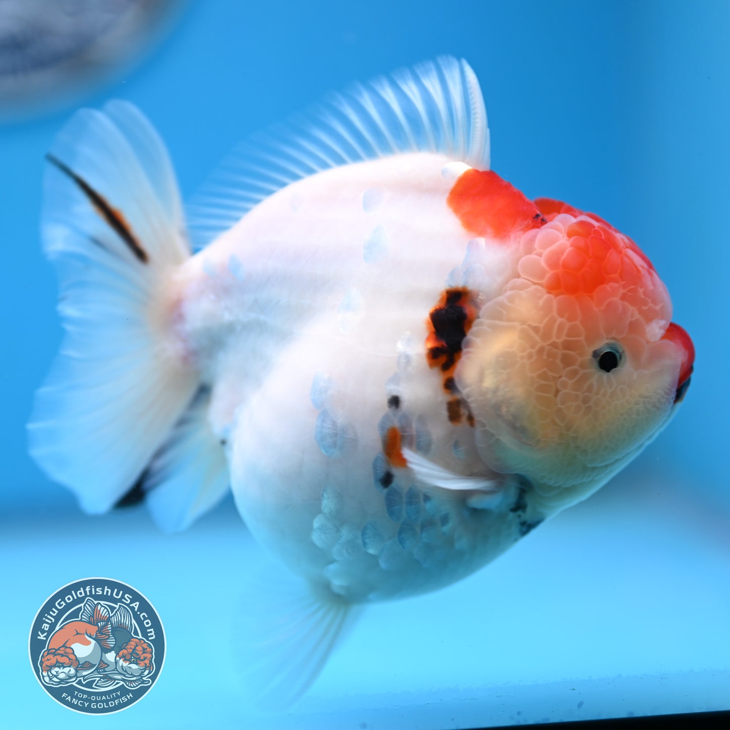 Tricolor Sakura YuanBao Oranda 4 inches Body (250516_OR05)