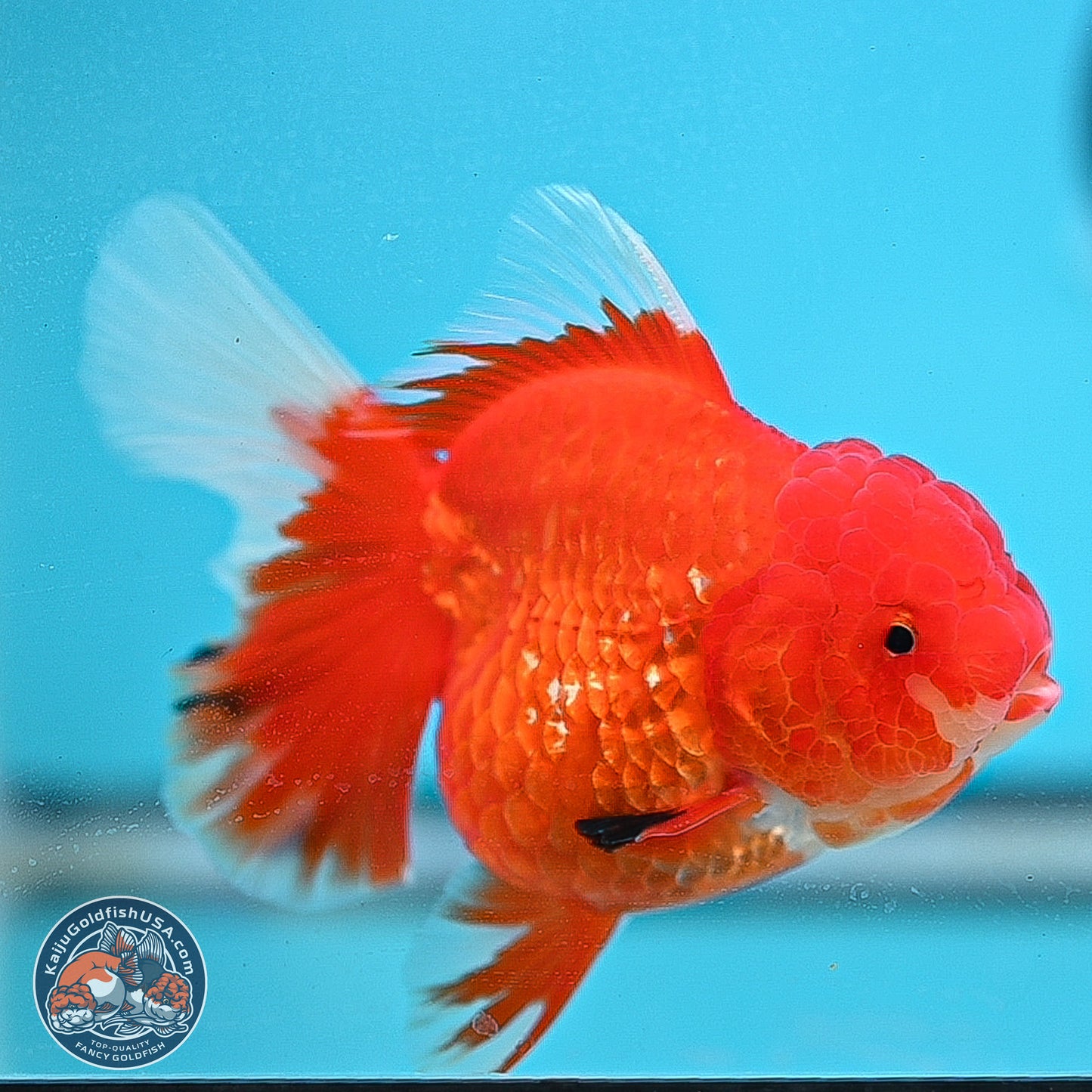 Red White Rose Tail Oranda 3.5 inches Body - Female (250214_OR05)