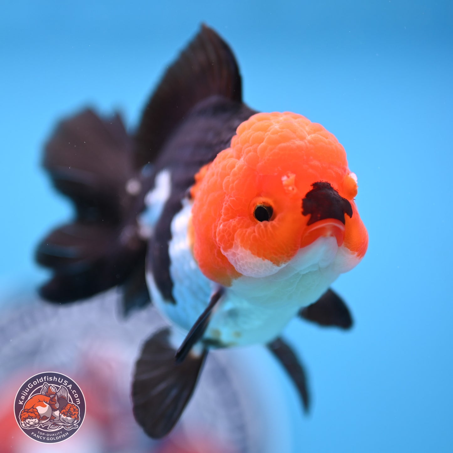 Tricolor Oranda 3.5in body (240809_OR05) - Kaiju Goldfish USA