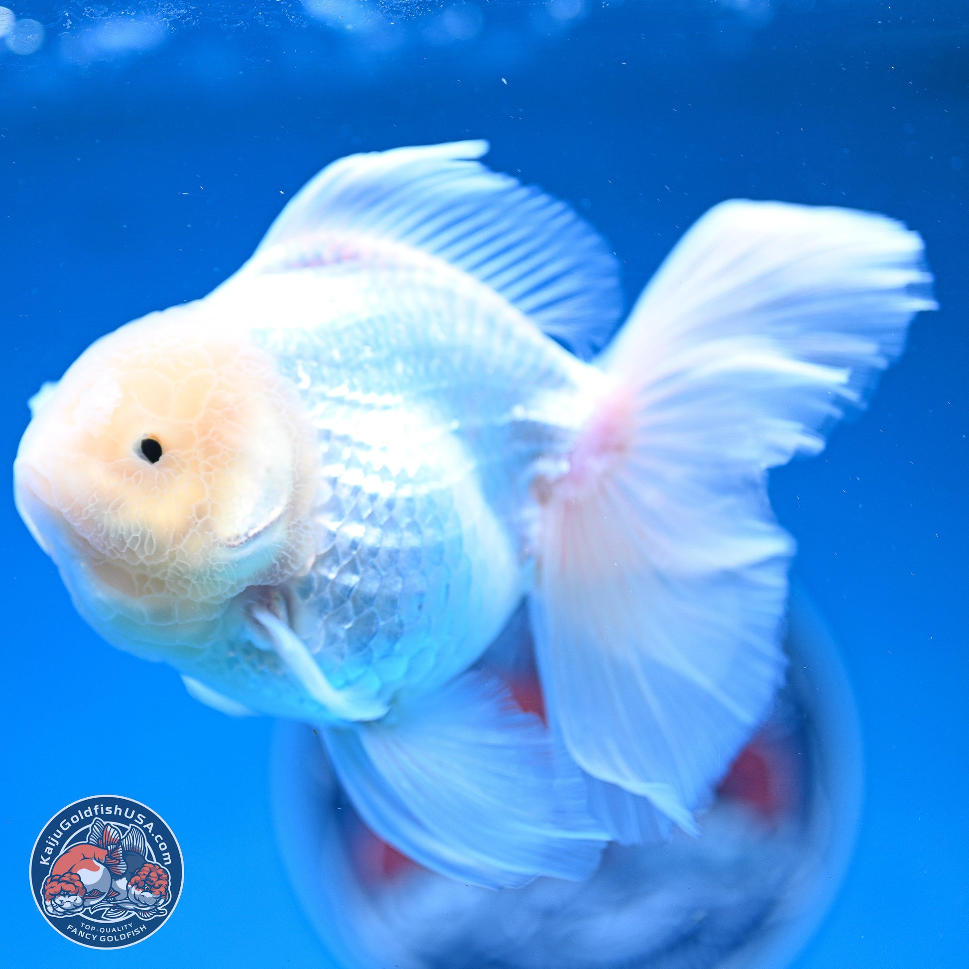 Snow White Rose Tail Oranda 4-6 inches (240913_OR05) - Kaiju Goldfish USA