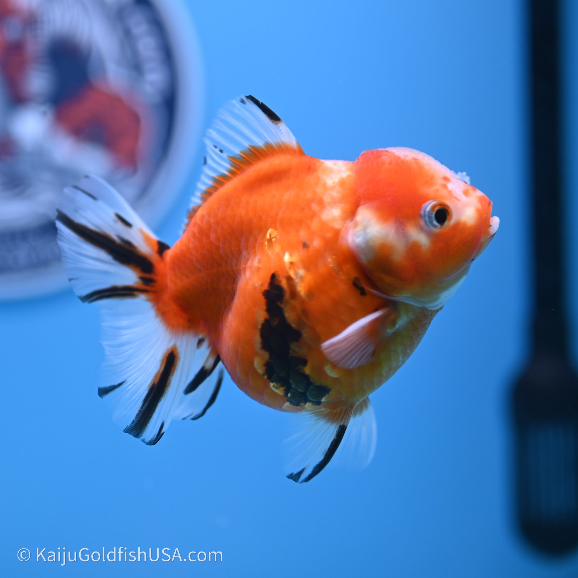 Shogun Godzilla Tricolor Sakura Oranda 3.75in Body (240719_OR05) - Kaiju Goldfish USA