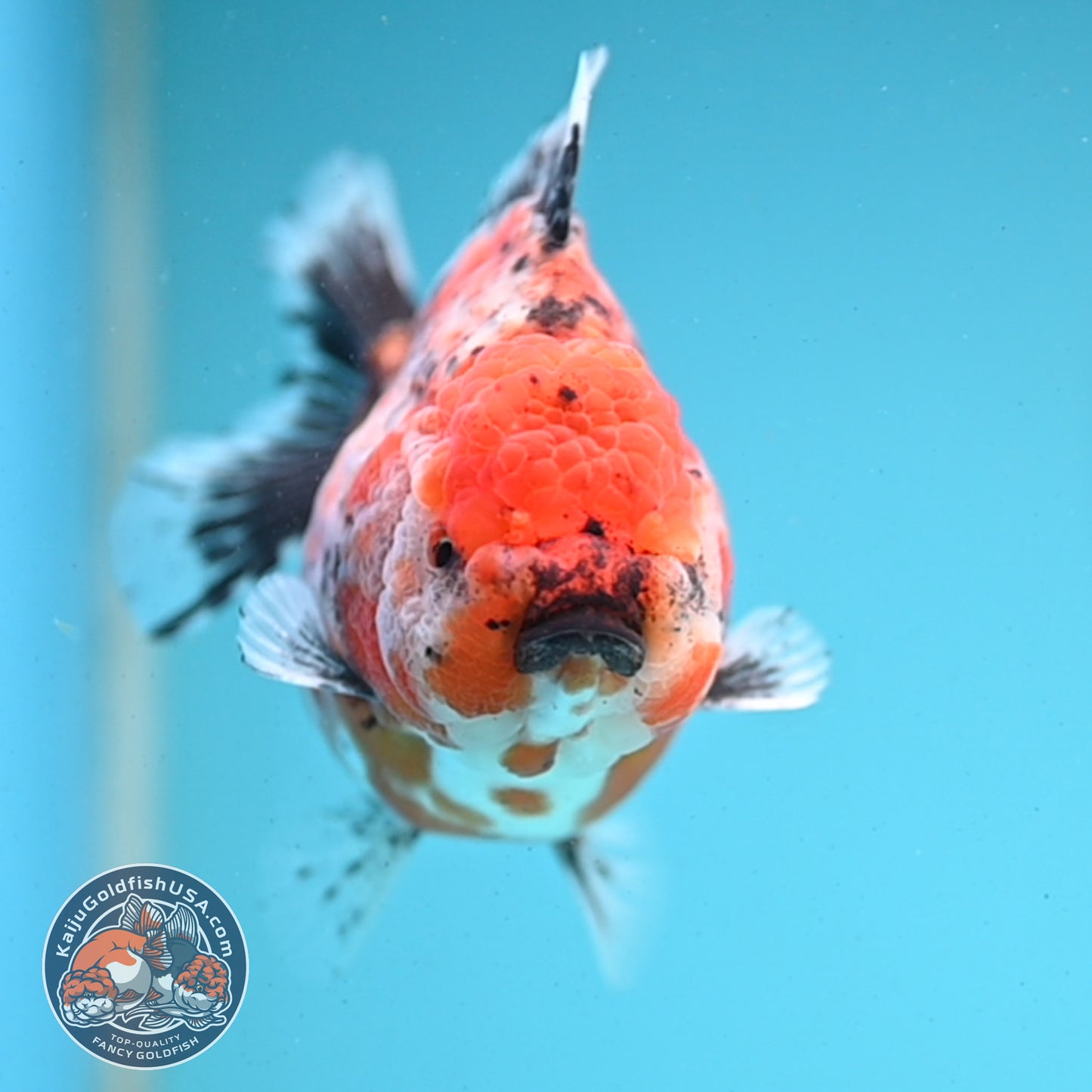 Shogun Tricolor Sakura Oranda 4 inches Body - Female (250418_OR05)