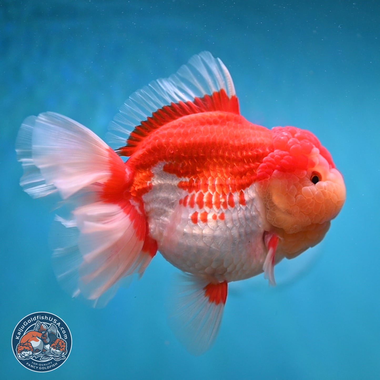 Jumbo Rose Tail Red White Oranda 5 inches Body - Female (250131_OR05)