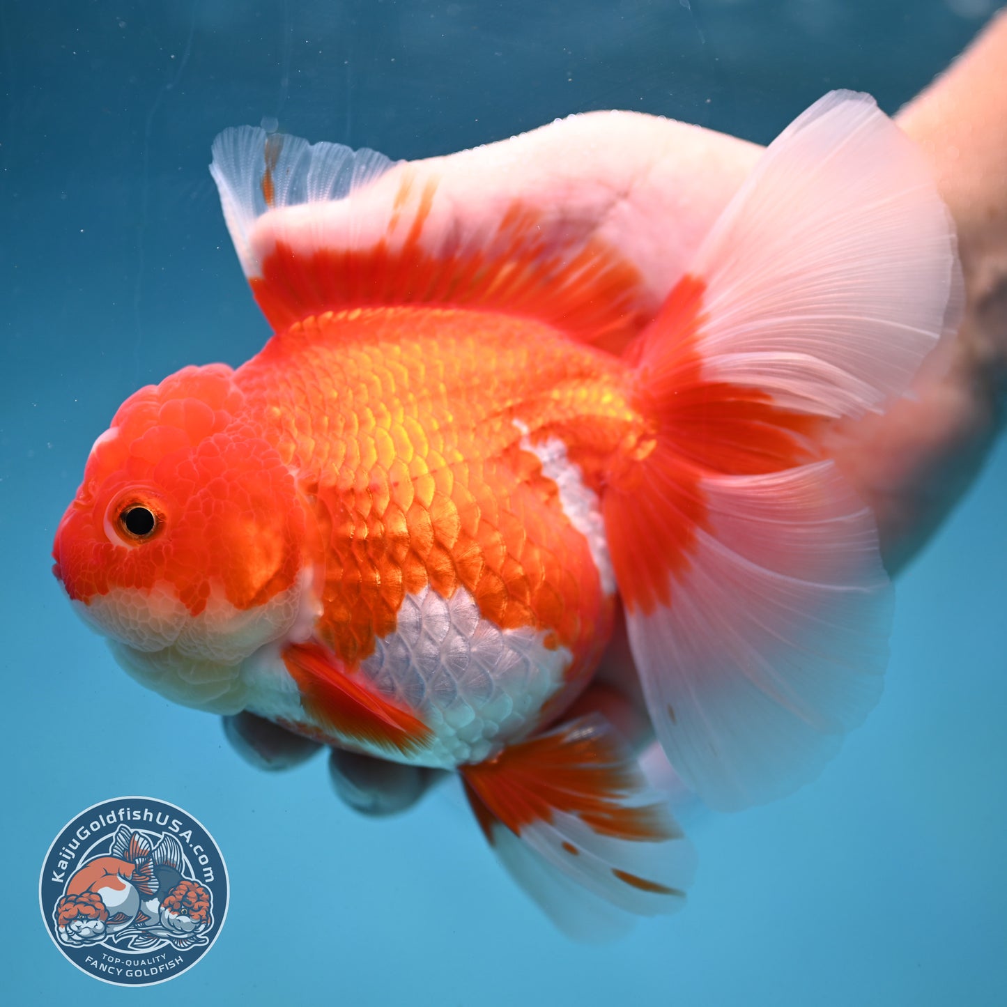 Red White Rosetail Oranda 4 inch Body (250919_OR05)