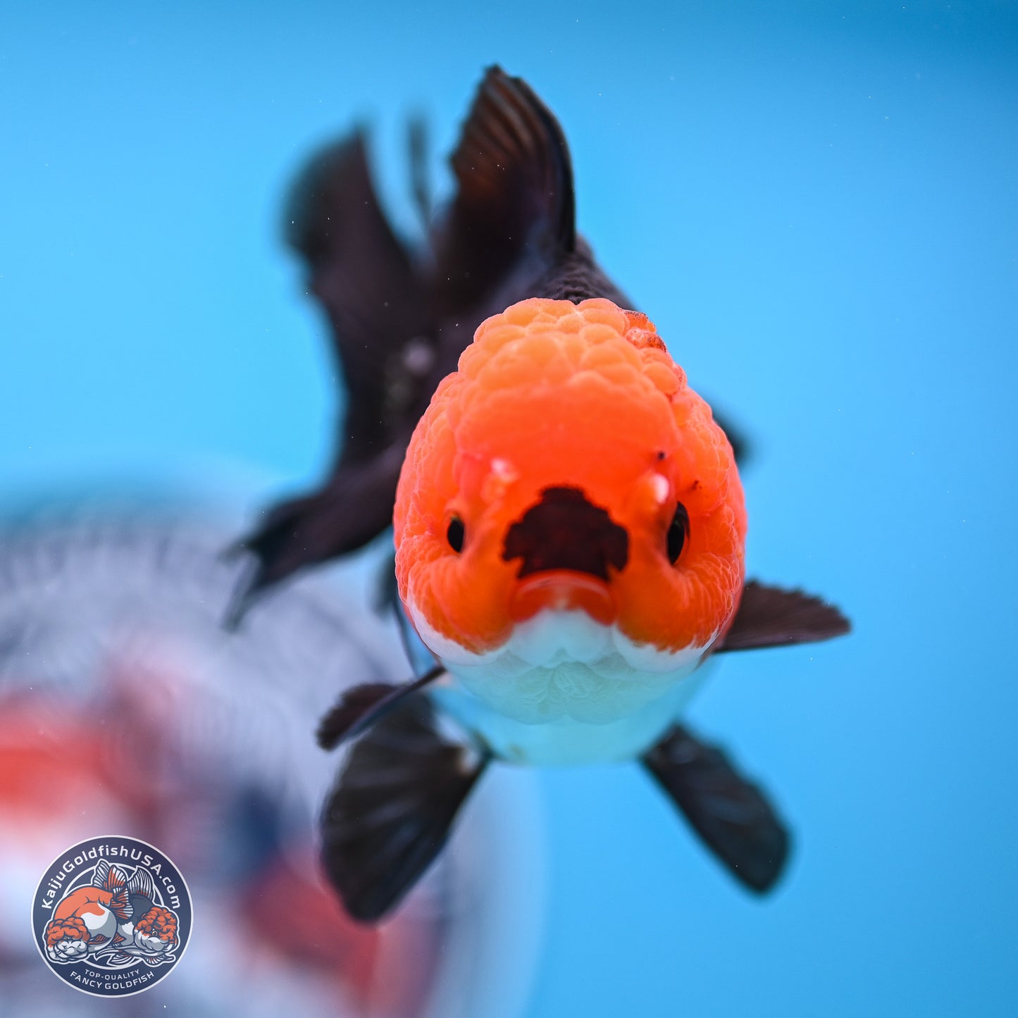 Tricolor Oranda 3.5in body (240809_OR05) - Kaiju Goldfish USA