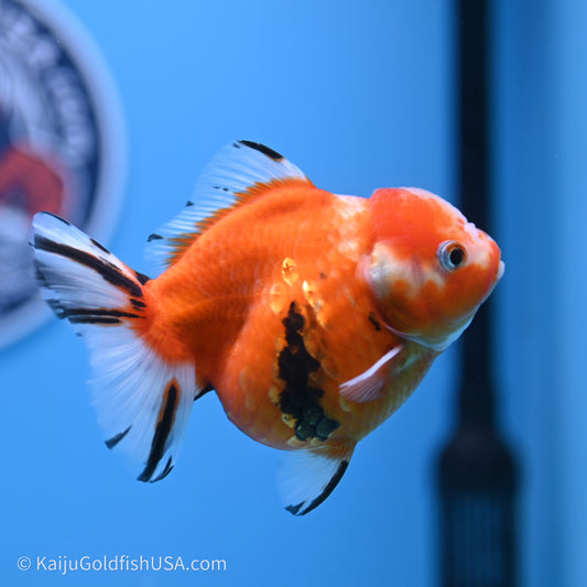 Shogun Godzilla Tricolor Sakura Oranda 3.75in Body (240719_OR05) - Kaiju Goldfish USA