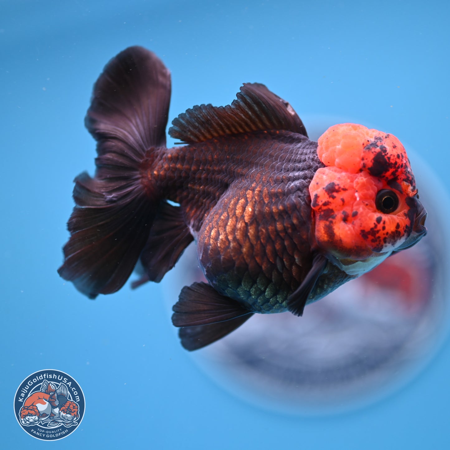 Red Head Apache Rose Tail Oranda 4 inches - Female (241206_OR05) - Kaiju Goldfish USA