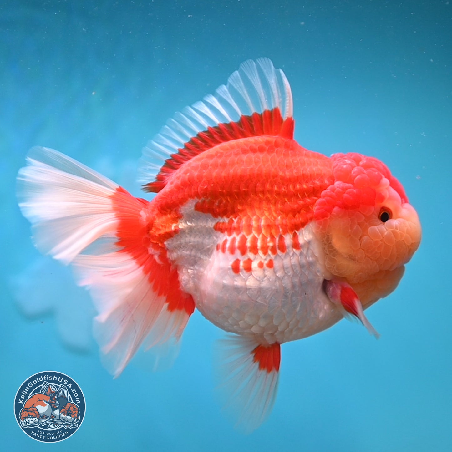 Jumbo Rose Tail Red White Oranda 5 inches Body - Female (250131_OR05)