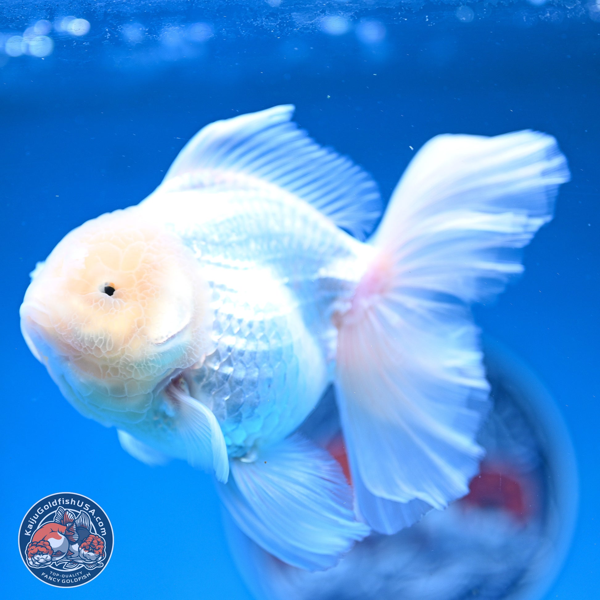 Snow White Rose Tail Oranda 4-6 inches (240913_OR05) - Kaiju Goldfish USA