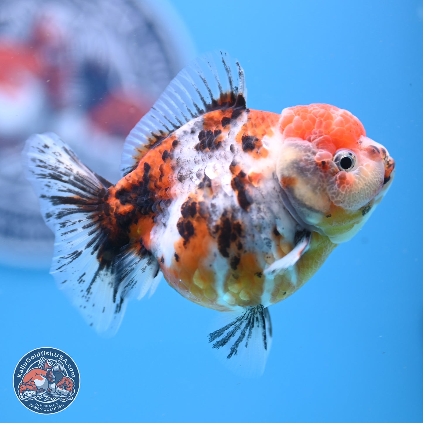 Shogun Tricolor Sakura YuanBao Oranda 3.5in Body (240802_OR05) - Kaiju Goldfish USA