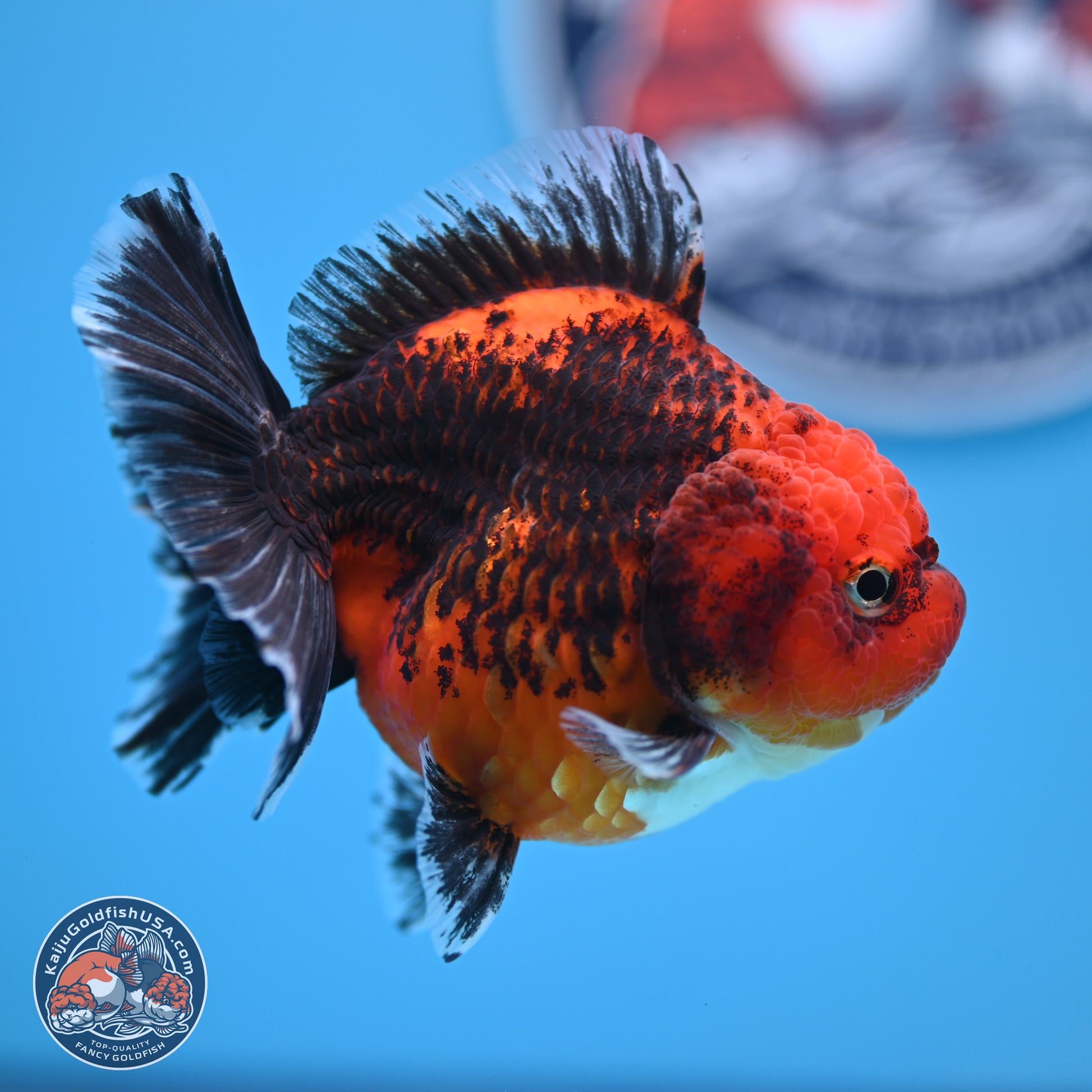 Shogun Kirin Short Body Oranda 3.5-4 in (241011_OR05) - Kaiju Goldfish USA