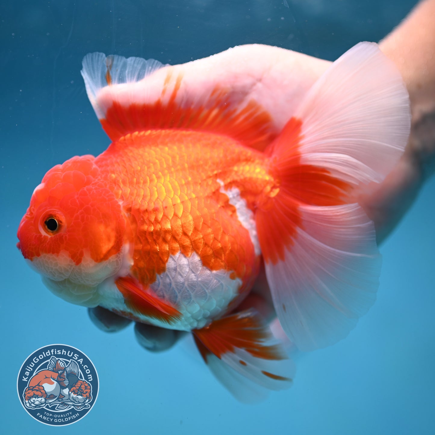 Red White Rosetail Oranda 4 inch Body (250919_OR05)