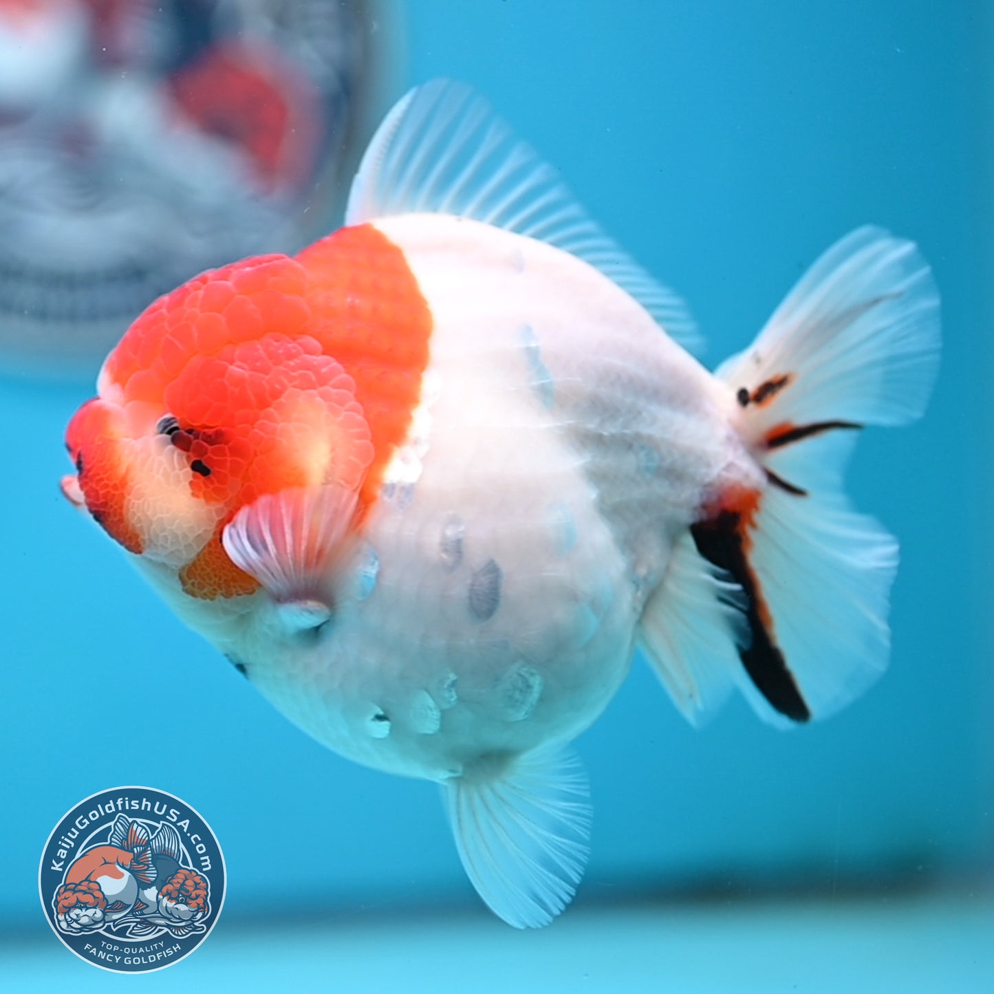 Tricolor Sakura YuanBao Oranda 4 inches Body (250516_OR05)