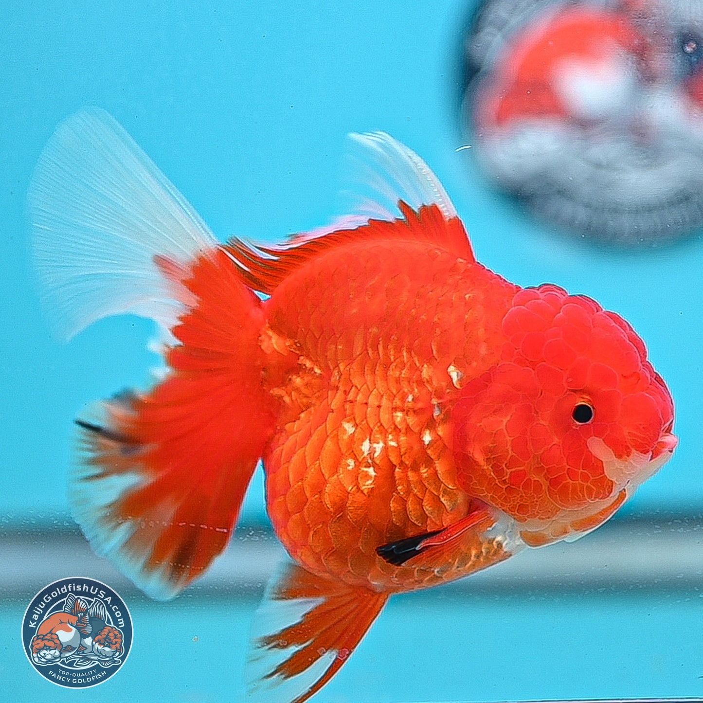Red White Rose Tail Oranda 3.5 inches Body - Female (250214_OR05)