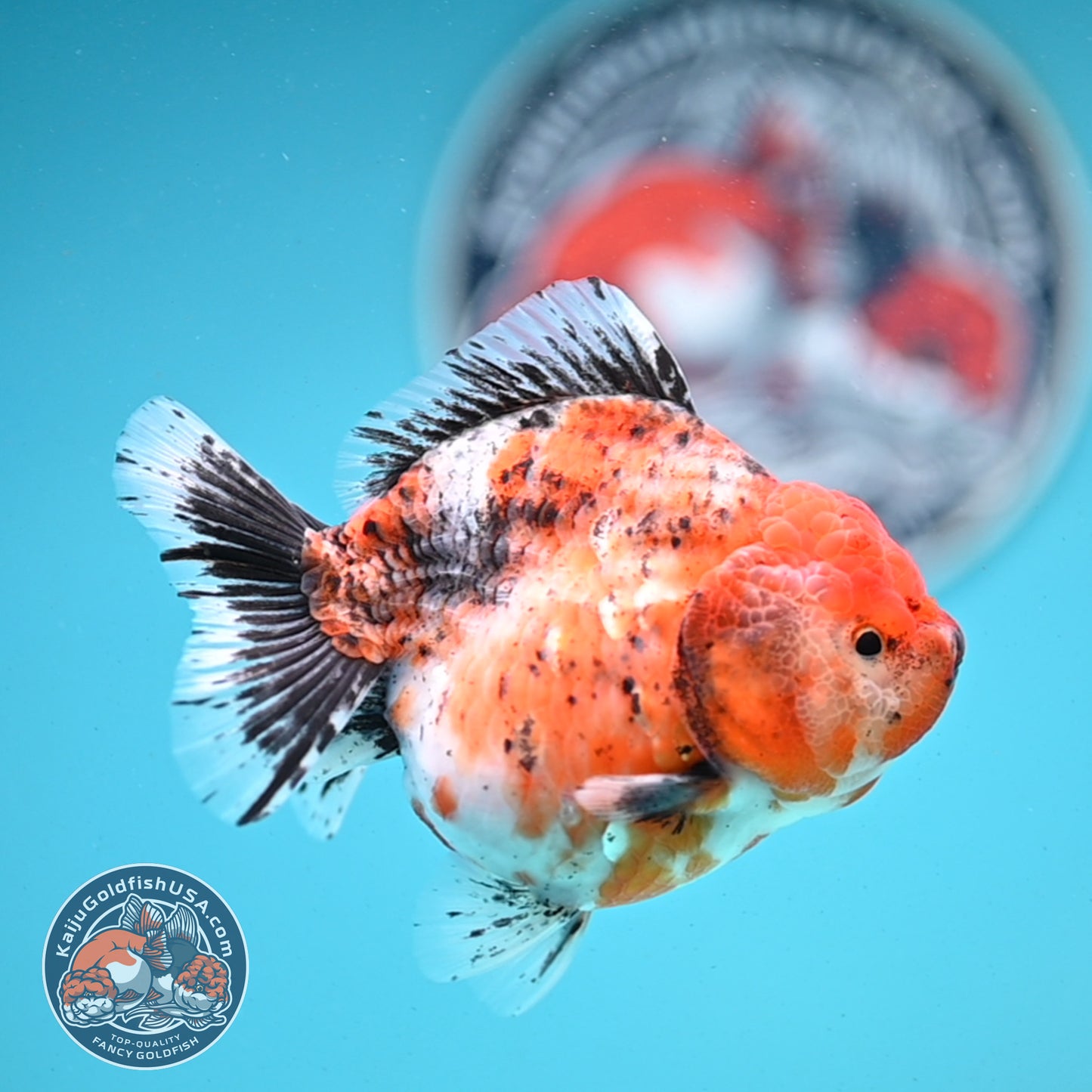 Shogun Tricolor Sakura Oranda 4 inches Body - Female (250418_OR05)