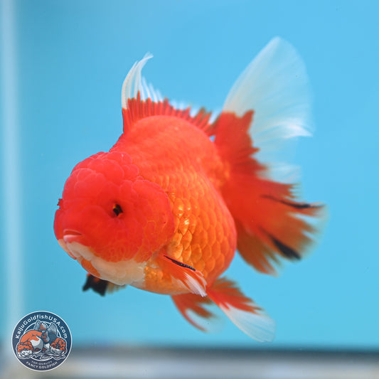 Red White Rose Tail Oranda 3.5 inches Body - Female (250214_OR05)