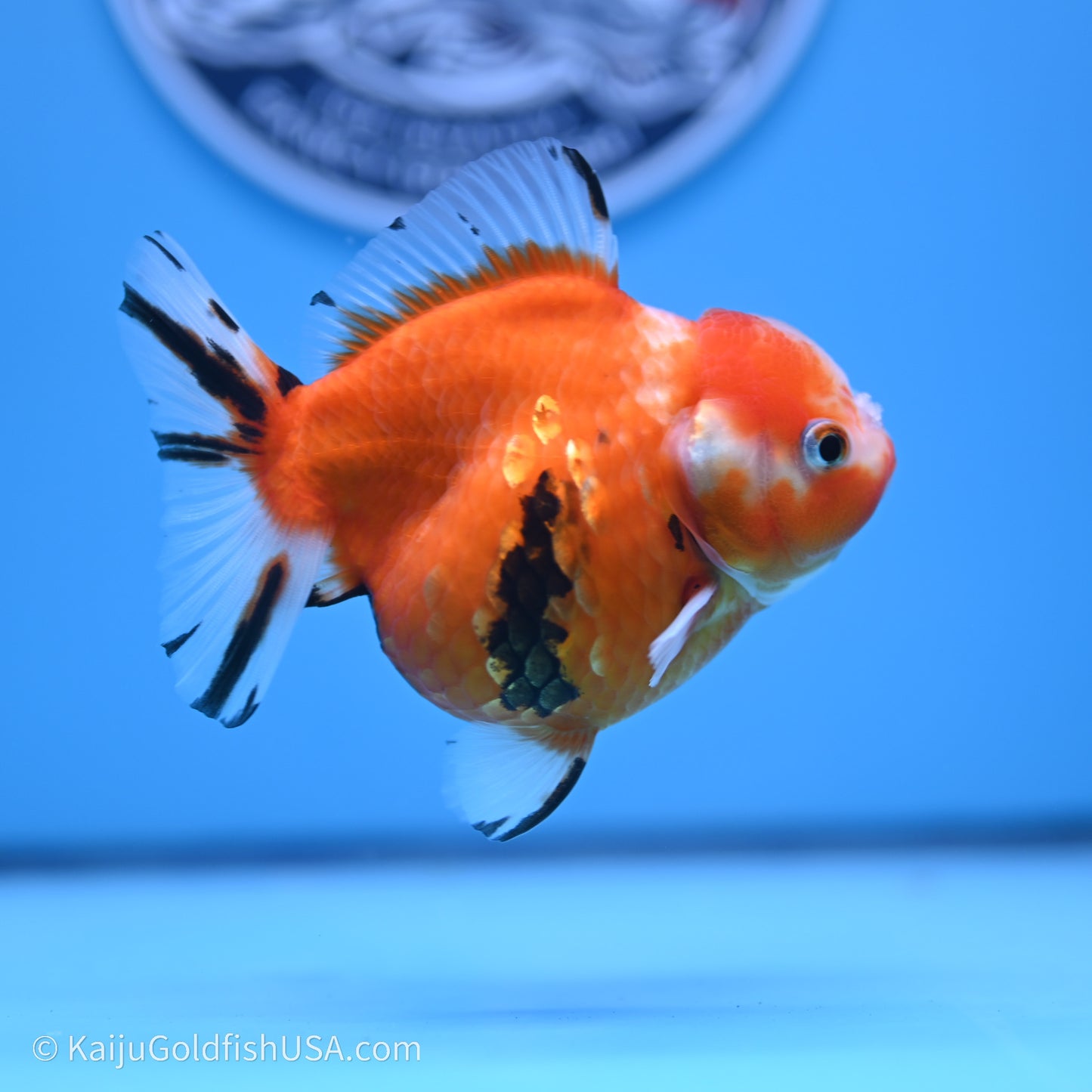 Shogun Godzilla Tricolor Sakura Oranda 3.75in Body (240719_OR05) - Kaiju Goldfish USA