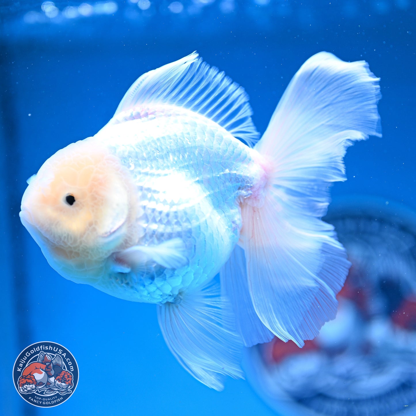 Snow White Rose Tail Oranda 4-6 inches (240913_OR05) - Kaiju Goldfish USA