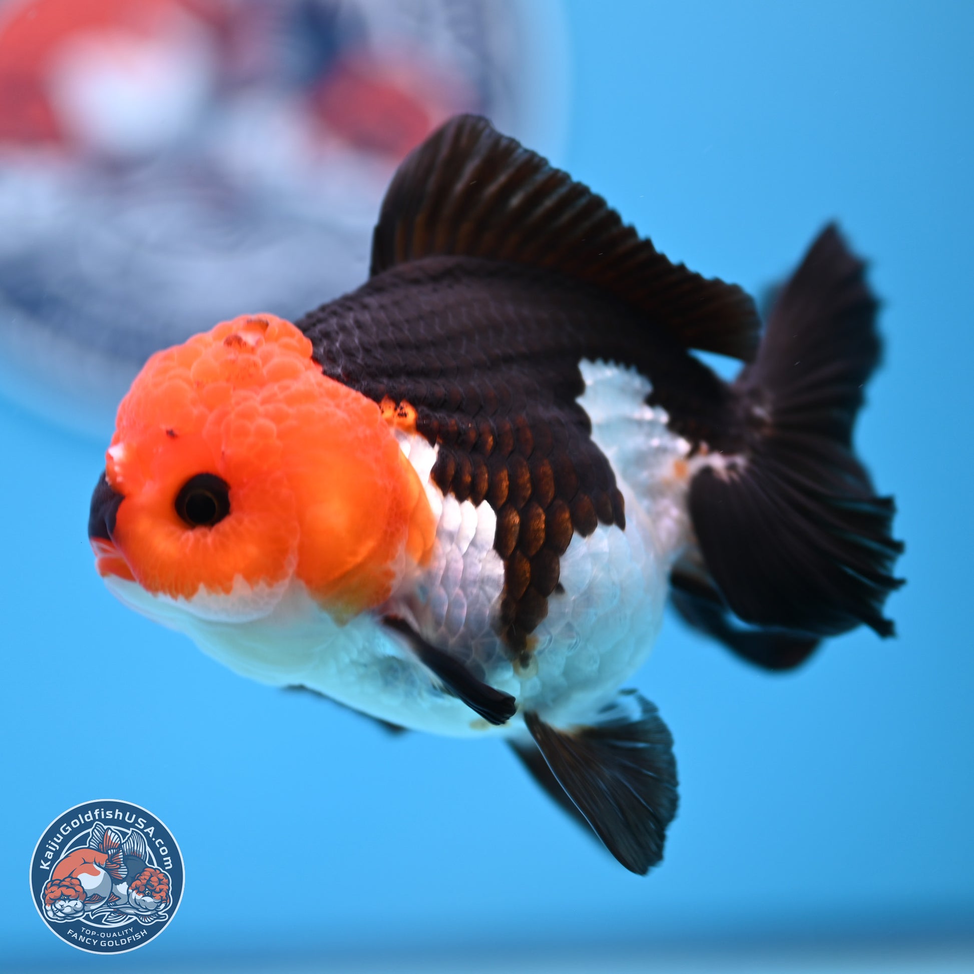 Tricolor Oranda 3.5in body (240809_OR05) - Kaiju Goldfish USA