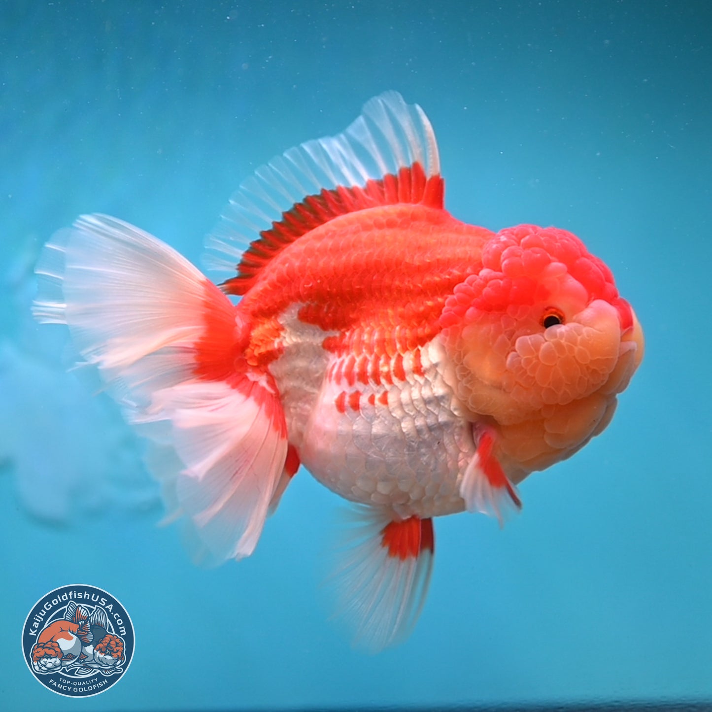 Jumbo Rose Tail Red White Oranda 5 inches Body - Female (250131_OR05)