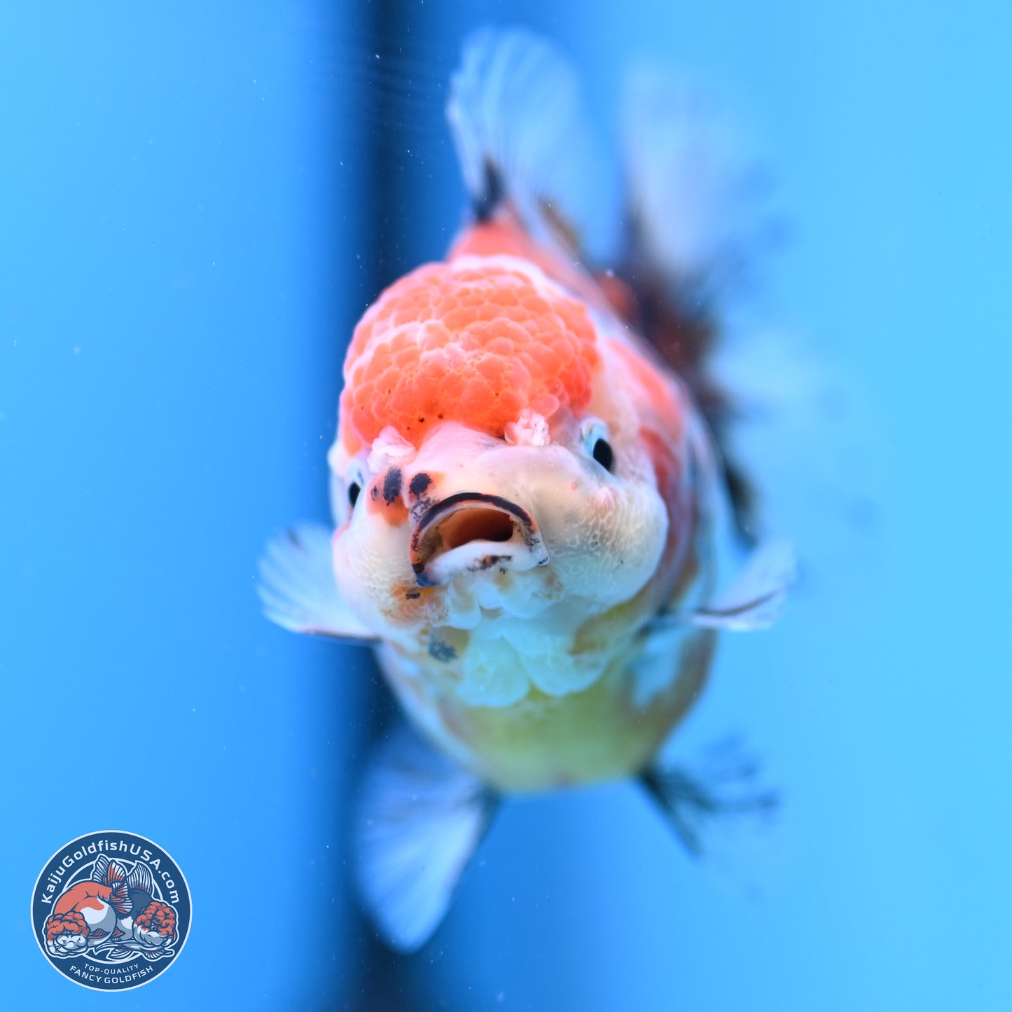 Shogun Tricolor Sakura YuanBao Oranda 3.5in Body (240802_OR05) - Kaiju Goldfish USA