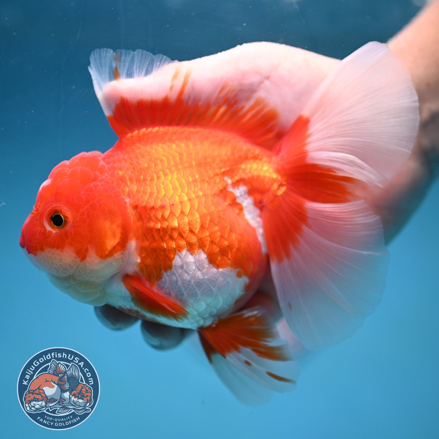Red White Rosetail Oranda 4 inch Body (250919_OR05)