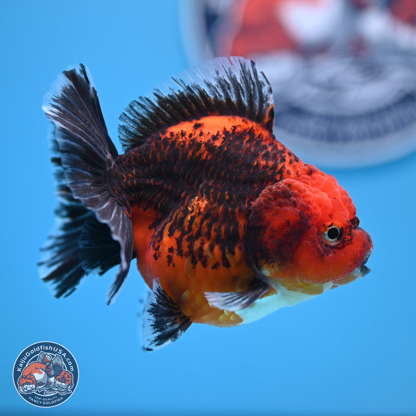 Shogun Kirin Short Body Oranda 3.5-4 in (241011_OR05) - Kaiju Goldfish USA