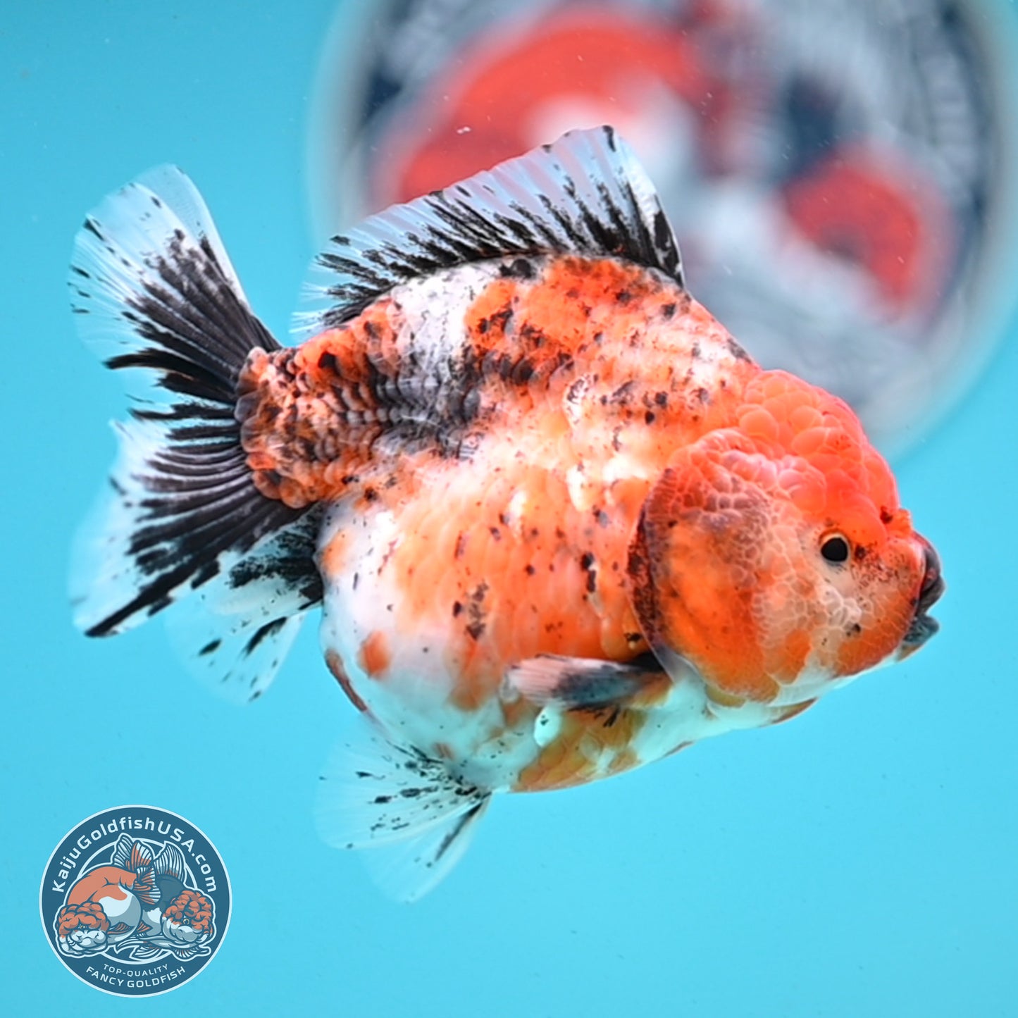 Shogun Tricolor Sakura Oranda 4 inches Body - Female (250418_OR05)