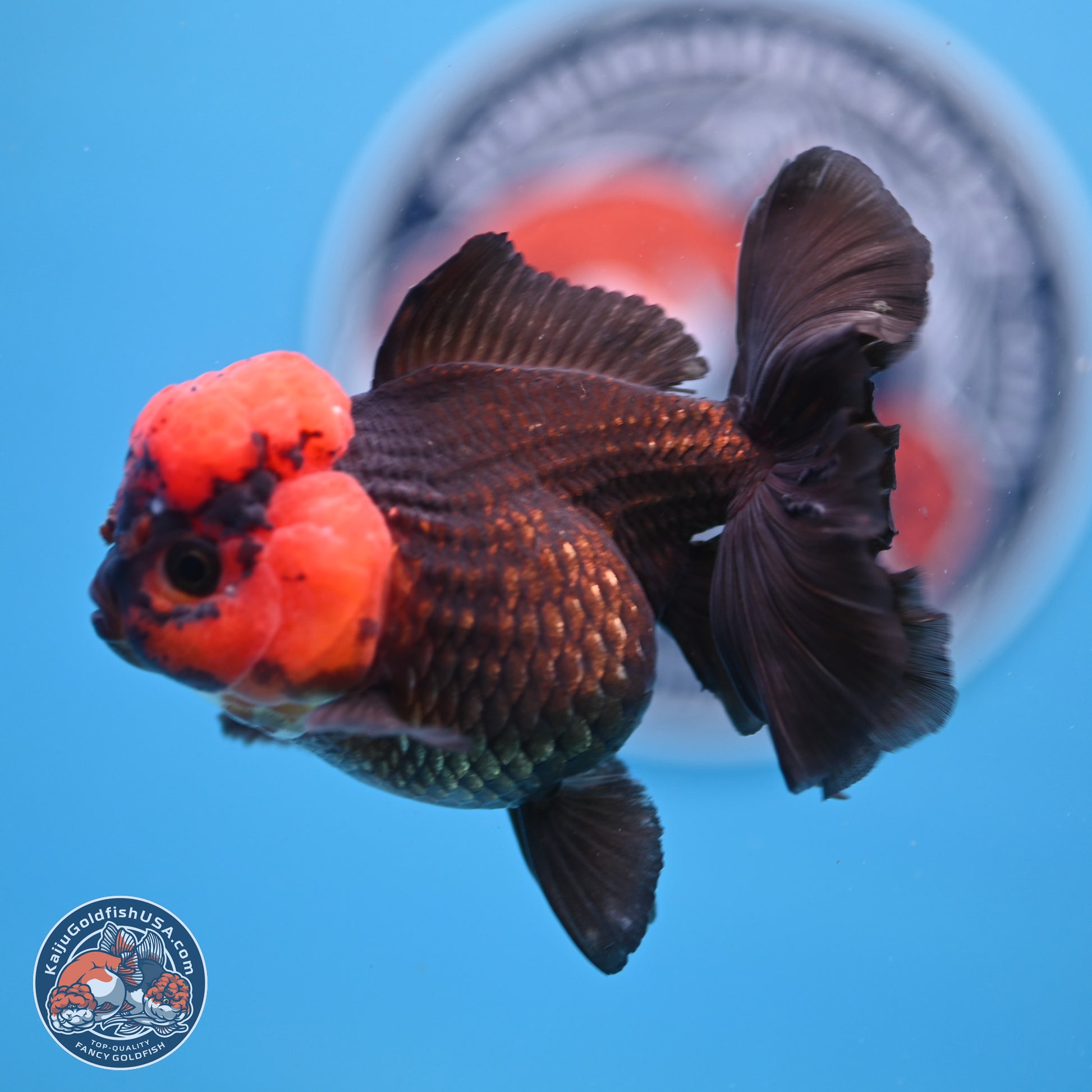 Red Head Apache Rose Tail Oranda 4 inches - Female (241206_OR05) - Kaiju Goldfish USA