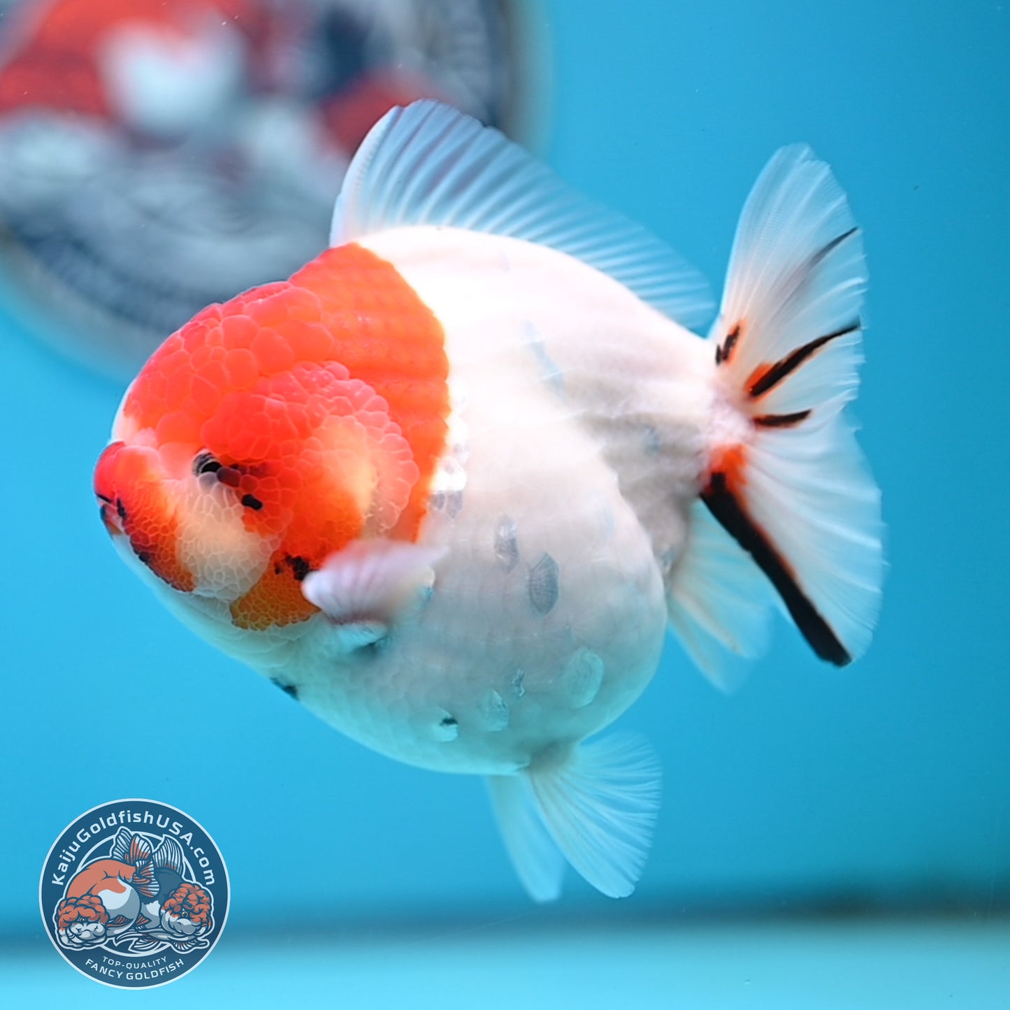 Tricolor Sakura YuanBao Oranda 4 inches Body (250516_OR05)