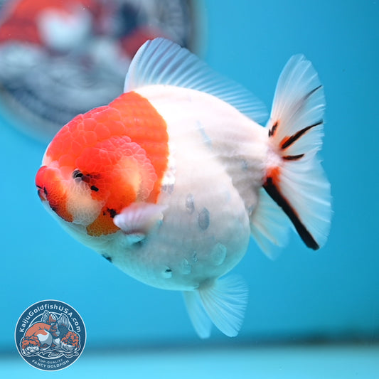 Tricolor Sakura YuanBao Oranda 4 inches Body (250516_OR05)