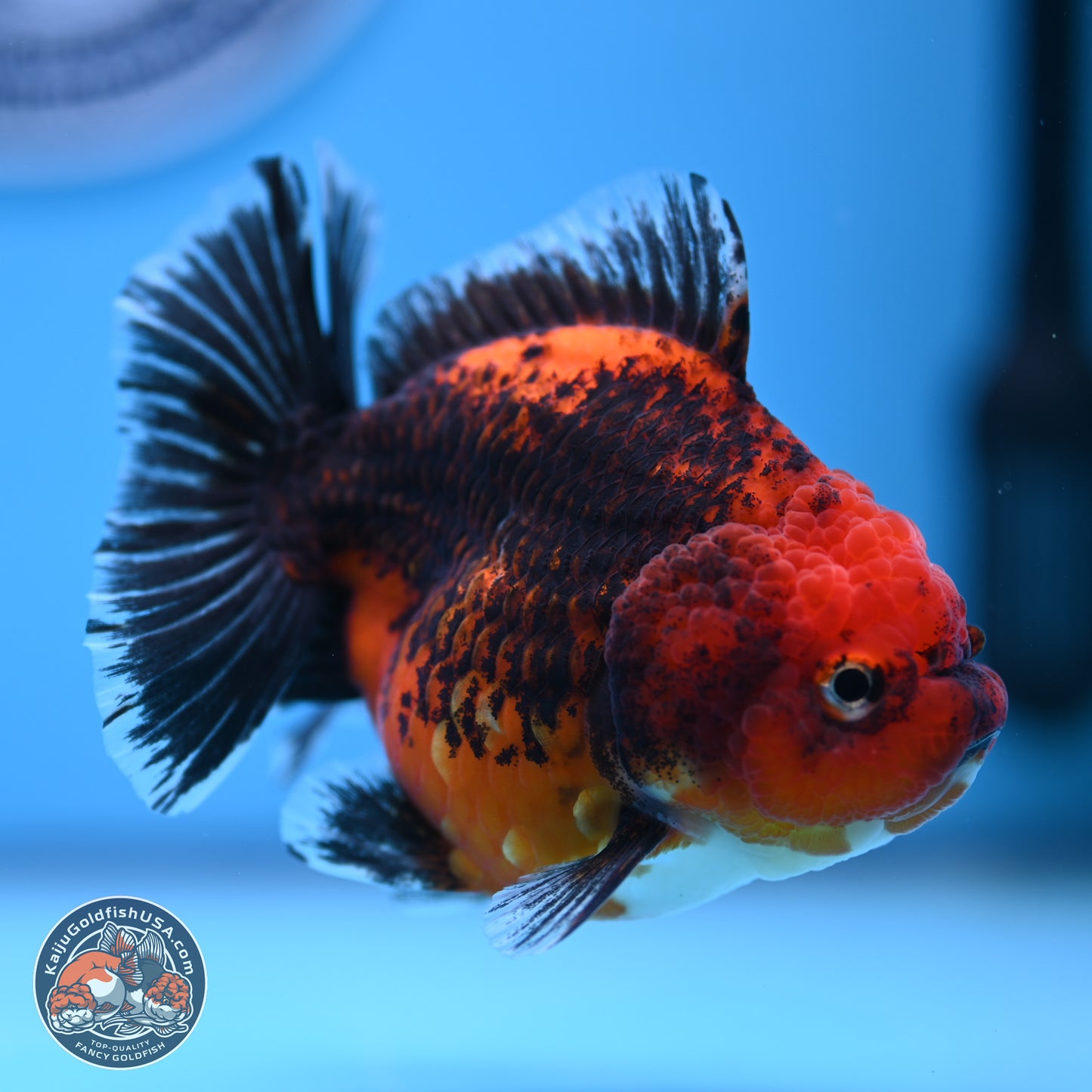 Shogun Kirin Short Body Oranda 3.5-4 in (241011_OR05) - Kaiju Goldfish USA